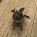 FiFi