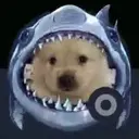 sharkdog