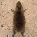 CAPY
