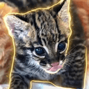 OSCAR