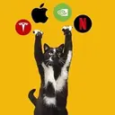 Stock Cat