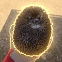 HEDGEHOG