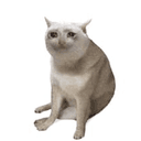 CASHCAT