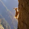 Sisygoat