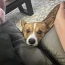 Archie