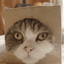 Maru