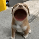 POPDOG