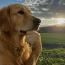 Thinkdog