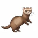 FERRET