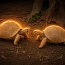 Tortoises