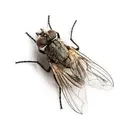 Fly