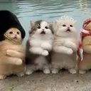 MEOW