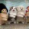 MEOW