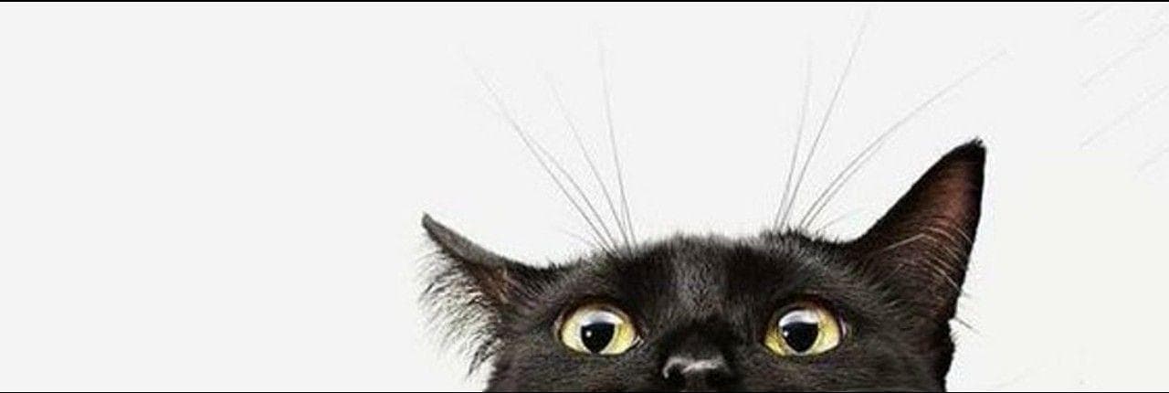 Cat Terminal Banner