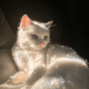 auracat