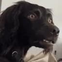 cmcdog