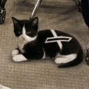 XCAT