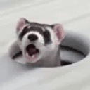 POPFERRET