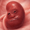 KIDNEY