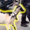 GOAT