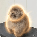 scoobert