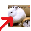 cock