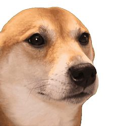 DogeBop