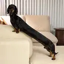 OSCAR