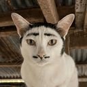 Whiskerstein