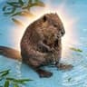 Beaver