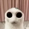 AlienCat
