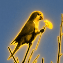 PARROT