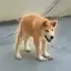土豆