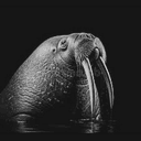 walrus