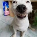 happy dog!