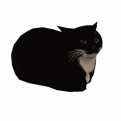 MAXWELLCAT
