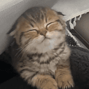 COZY