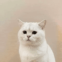 Bibi