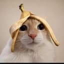 bcat