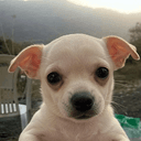 Goob