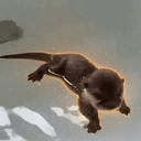 Otter