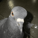 JEFFREY