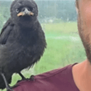 KOKO