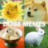 doge