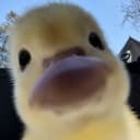 duk