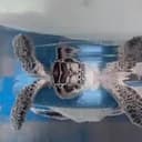 tortoise