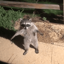 COON_COIN