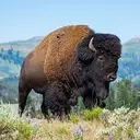 Bison
