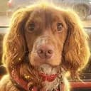 Alfie
