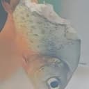 鱼坚强